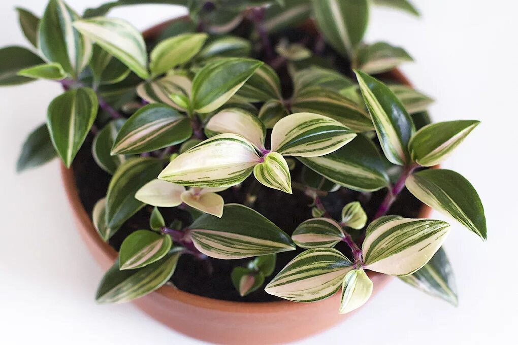 Традесканция прямостоячая. Традесканция зебрина пурпуза. Алоэ. Традесканция лиана. Традесканция лиана.