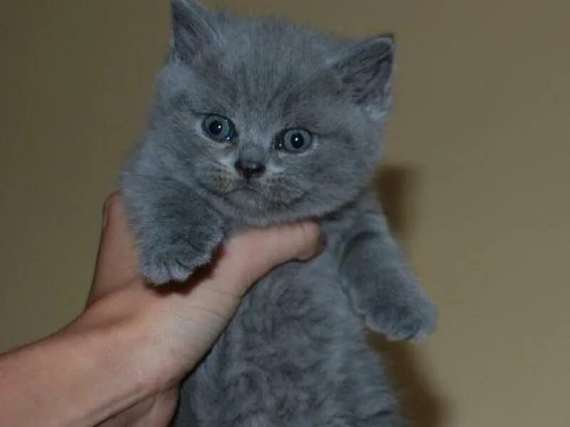 британские голубые котята. шотландские котята тамбов. британские голубые котята. британские котята вислоухие голубые. маленькие котята британцы.