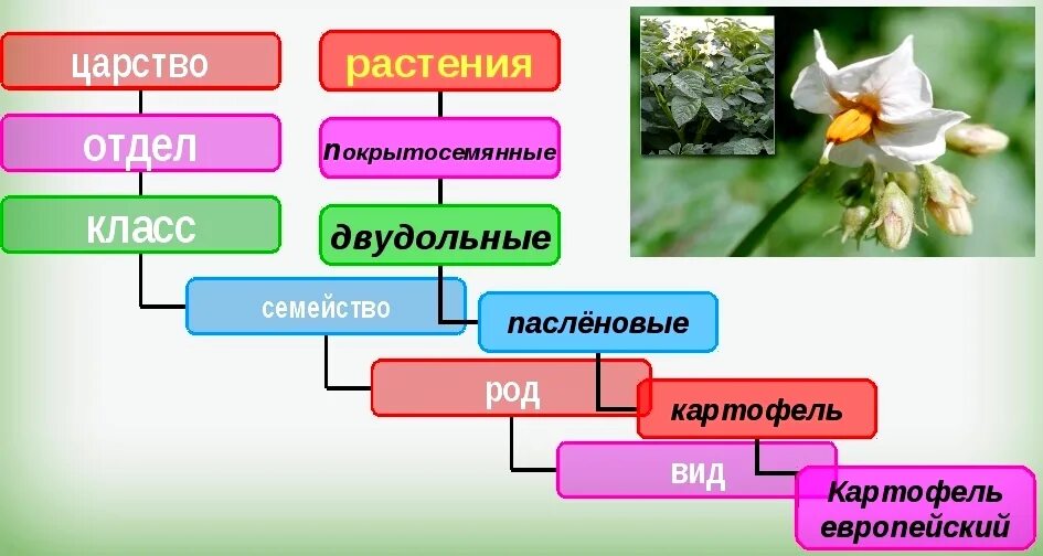 Отдел цветковые делят на два класса