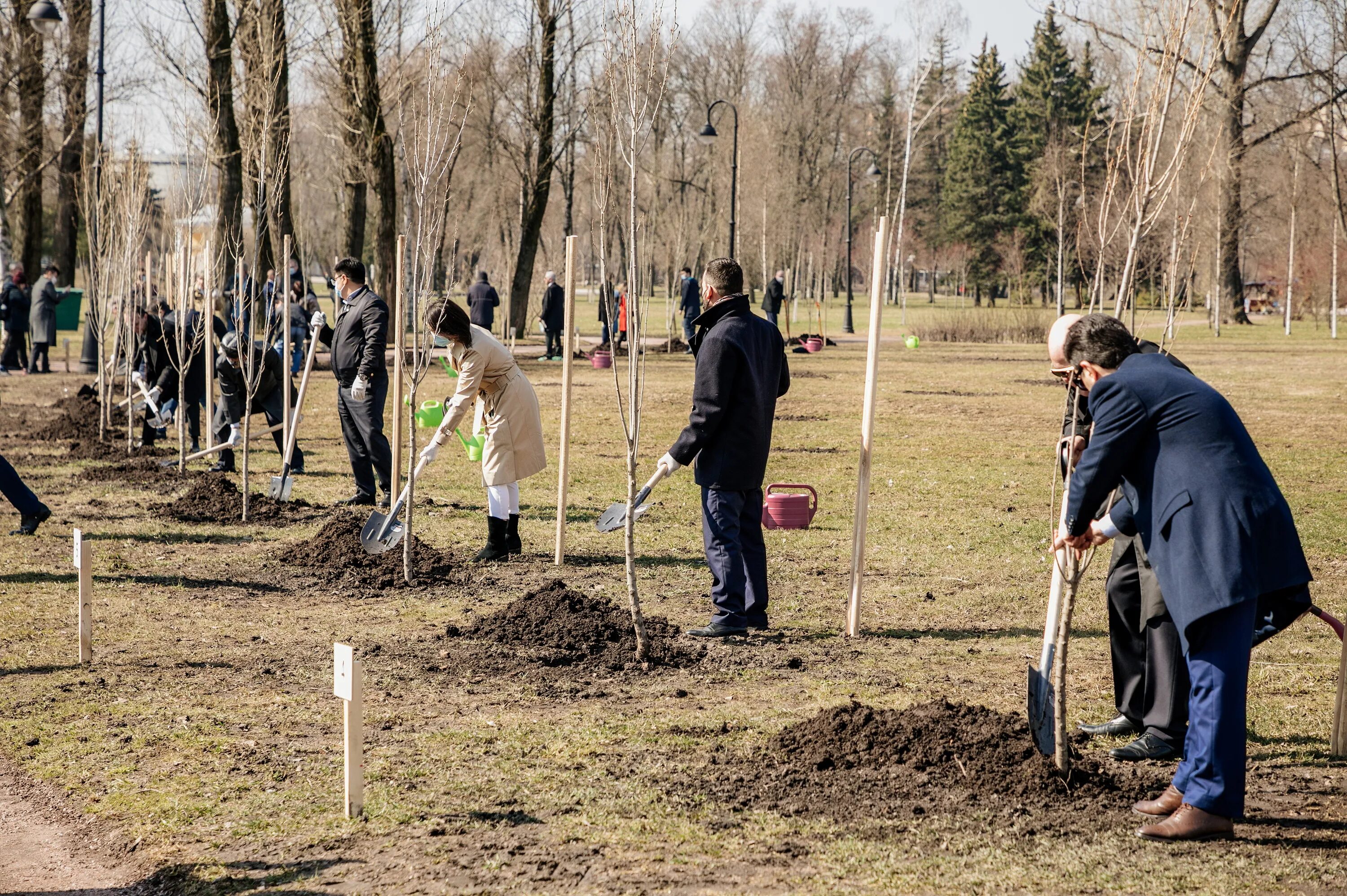Посадка 20 деревьев. Сажать деревья. высадка деревьев. посадка деревьев и кустарников. деревья и высотки город.