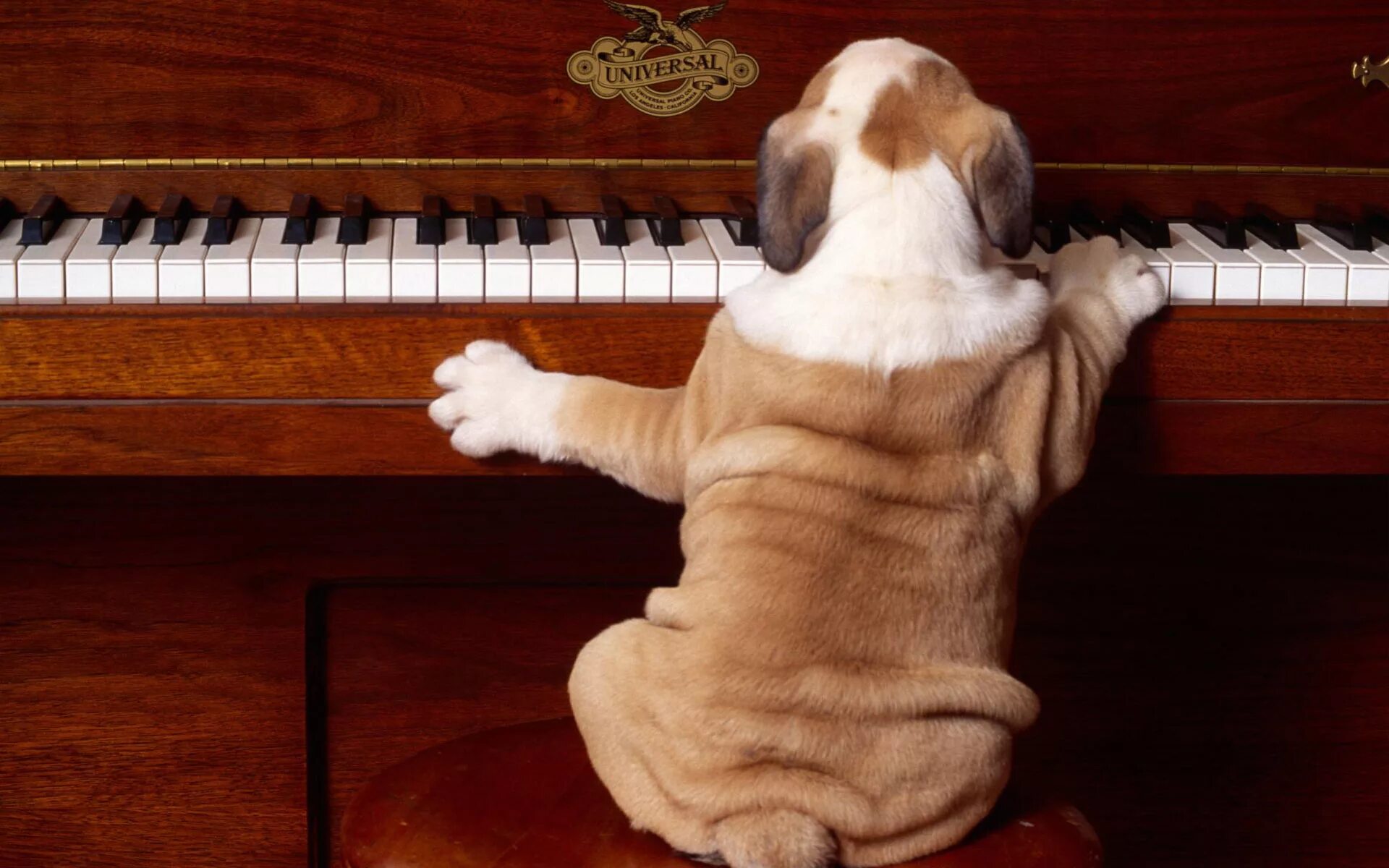 Собака на рояле. Животные музыканты. Собака на пианино. Животные с музыкальными инструментами. Мем играет на пианино