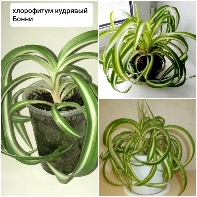 Строение хлорофитума