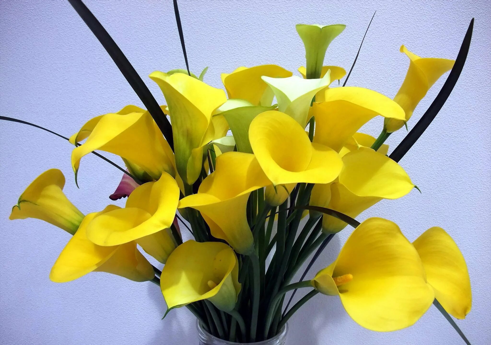 Желтый комнатный цветок название. Калла Гарнет Глоу. Калла Саншайн. Калла Санклаб. Коала желтая домашняя цветок.