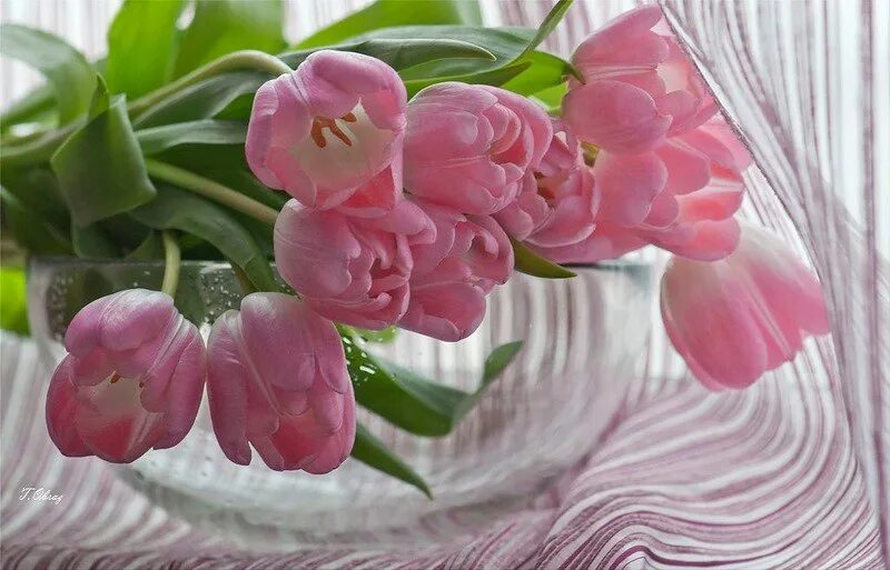 Весенней субботы хорошего настроения. Нежные тюльпаны. Розовые тюльпаны. Праздничного весеннего настроения. С днем рождения весенний букет.