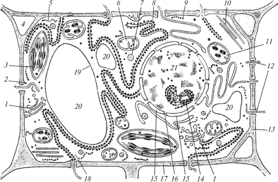 Строение растительной клетки рис 20. Схема строения эукариотической растительной клетки. Эукариотическая клетка растительная. Рис растительной клетки с подписями. Рисунок растительной клетки с обозначениями 6 класс