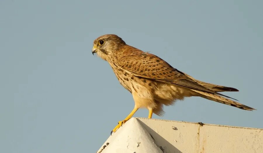 Сокол на окне. Сокол на окне. Гнездо пустельги. Птичка на подоконнике. Сова на подоконнике.