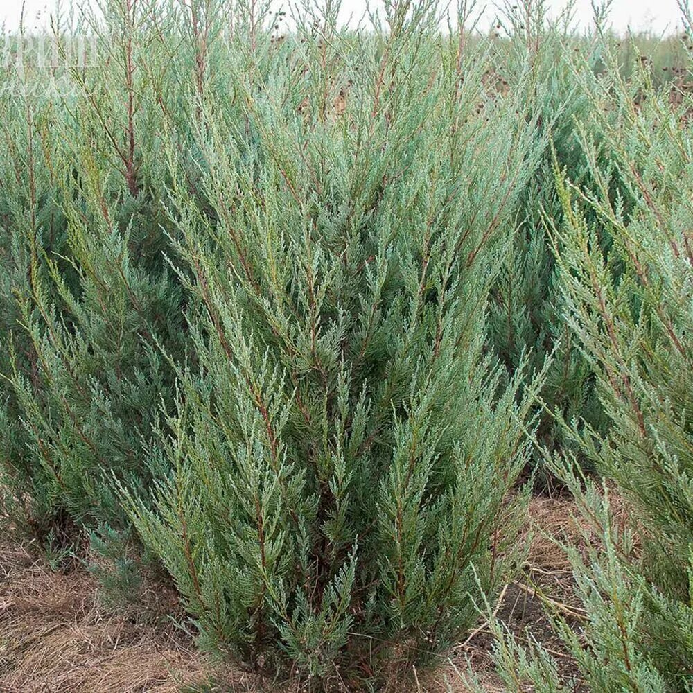 Можжевельник скальный Blue Heaven (Juniperus scopulorum Blue Heaven) купить в Са