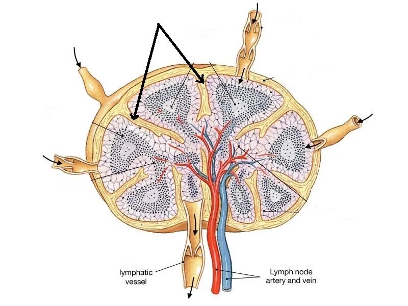 Корень лимфатического узла. Лимфатический узел анатомия. Строение лимфатического узла анатомия. Краевой синус лимфатического узла. Лимфатические синусы гистология.
