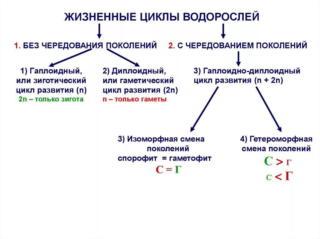 Водоросль чередующаяся. Жизненный цикл водорослей. Изоморфное чередование поколений это. Жизненный цикл с чередованием поколений. Гаплобионтный жизненный цикл у водорослей.