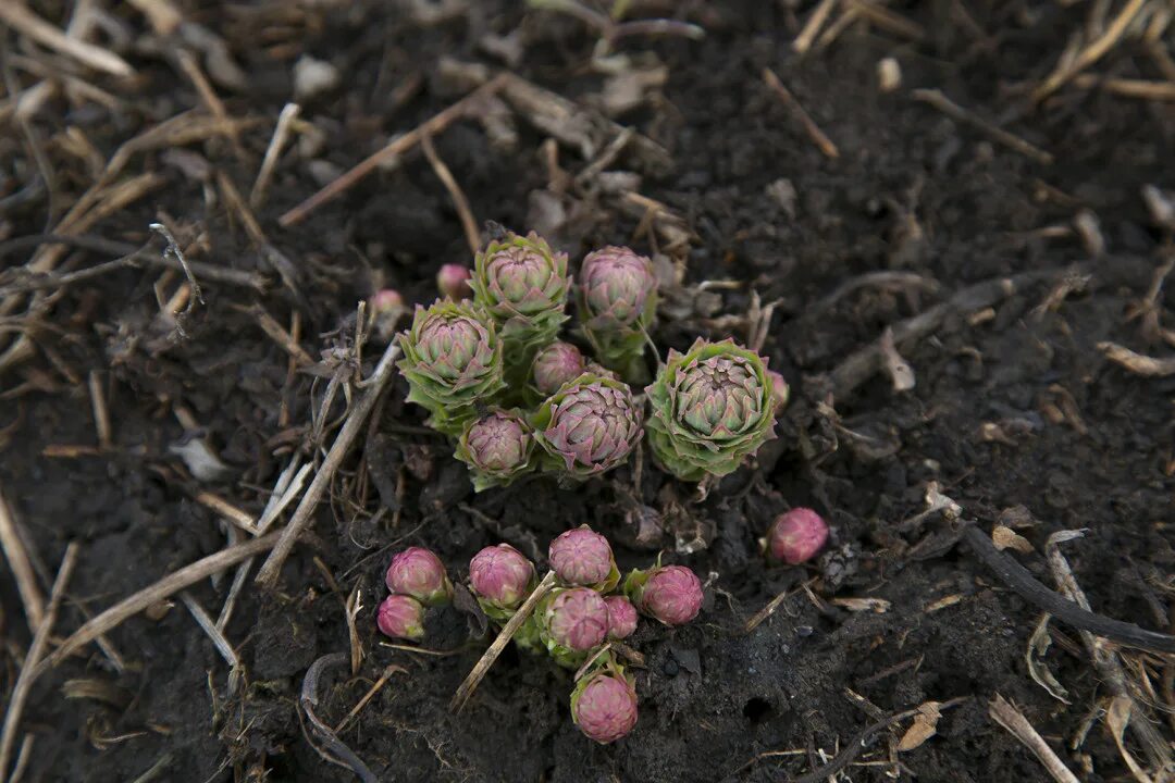 Сиберика растение. Rhodiola rosea (родиола) семена. Натура Сиберика ферма. Родиола розовая ростки.