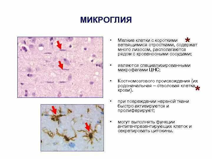 Клетки микроглии. Микроглия гистология препарат. микроглия клетки и функции. микроглиальные клетки функции. микроглия название клеток и функция.