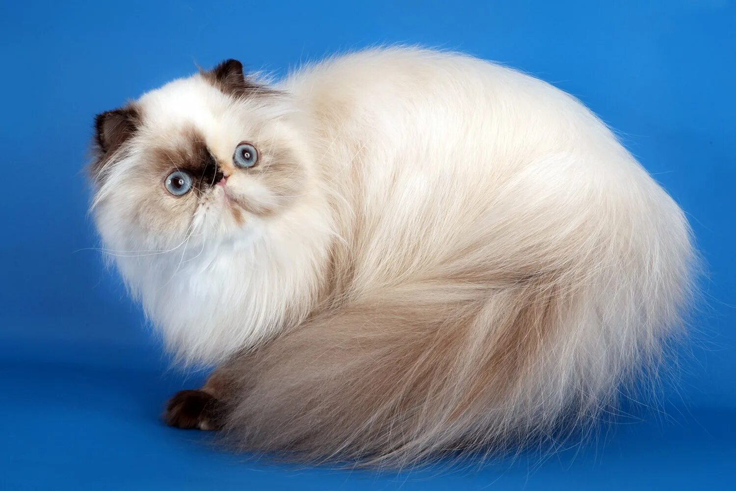 Гималайская персидская кошка. Гималайская персидская кошка. Гималайская кошка колор пойнт. Сиамско персидская кошка. Гималайские сиамские кошки.