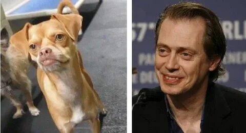 Щенок был похож на