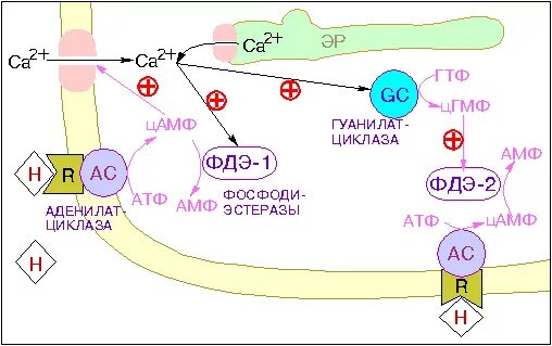 Фосфодиэстеразы механизм. Фосфодиэстеразы механизм