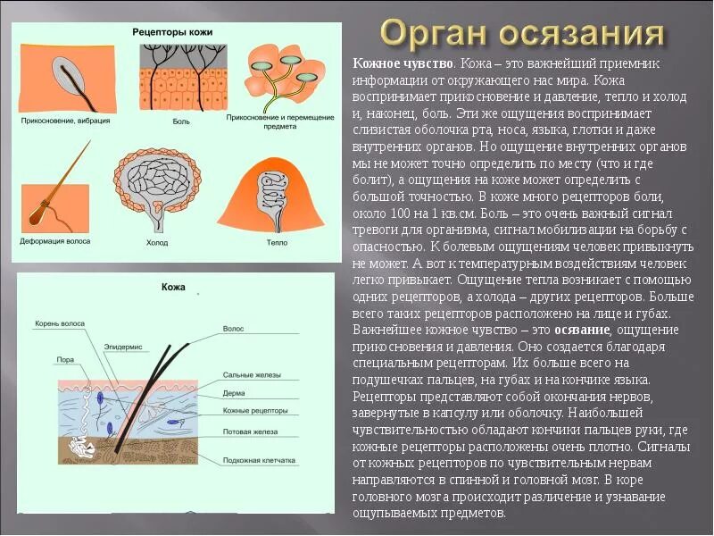 Расположение рецепторов осязания. Кожное чувство. Кожные рецепторы. Кожные ощущения рецепторы.