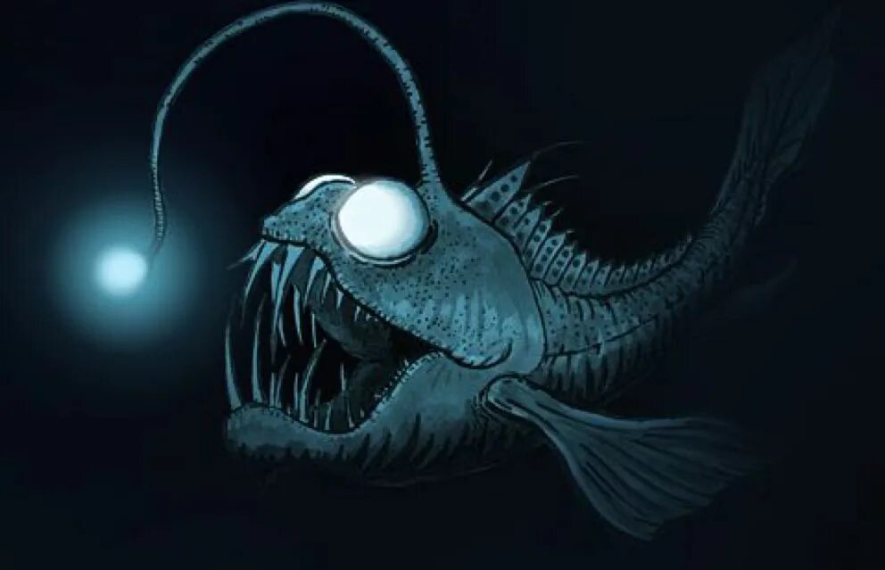 Angler fish