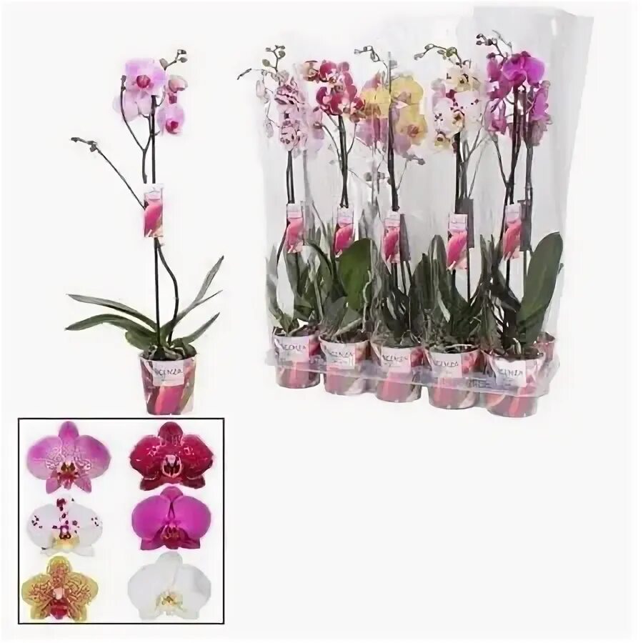 Orchids, Phalaenopsis, Bloom