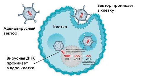 Спутник мрнк вакцина или нет