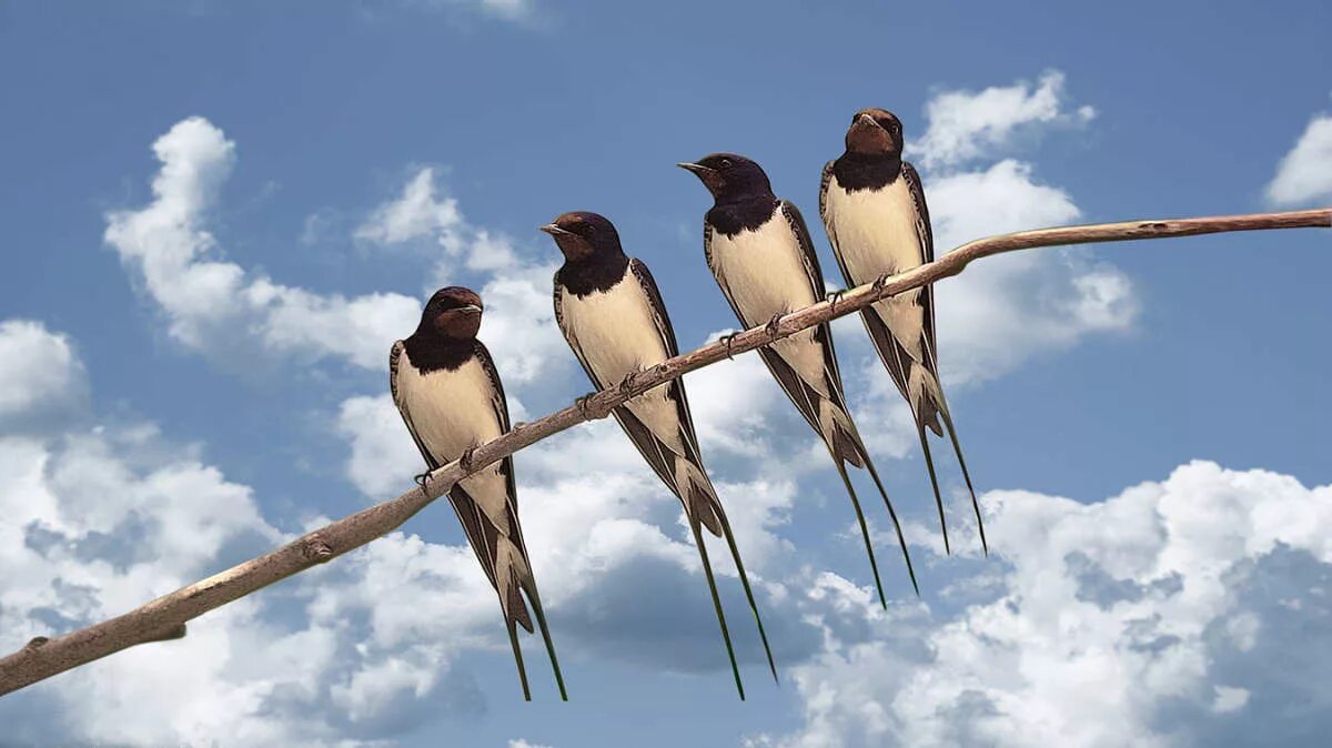 птицы в небе. миграция деревенских ласточек. карта миграции птиц из россии. пути миграции птиц в россии. миграция деревенских ласточек.