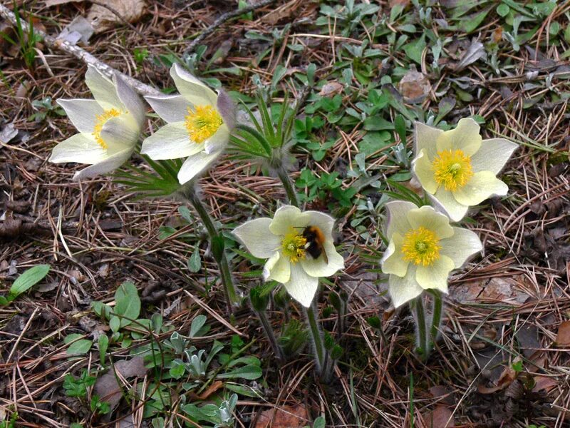 Moneses uniflora - Image of an specimen - Plantarium