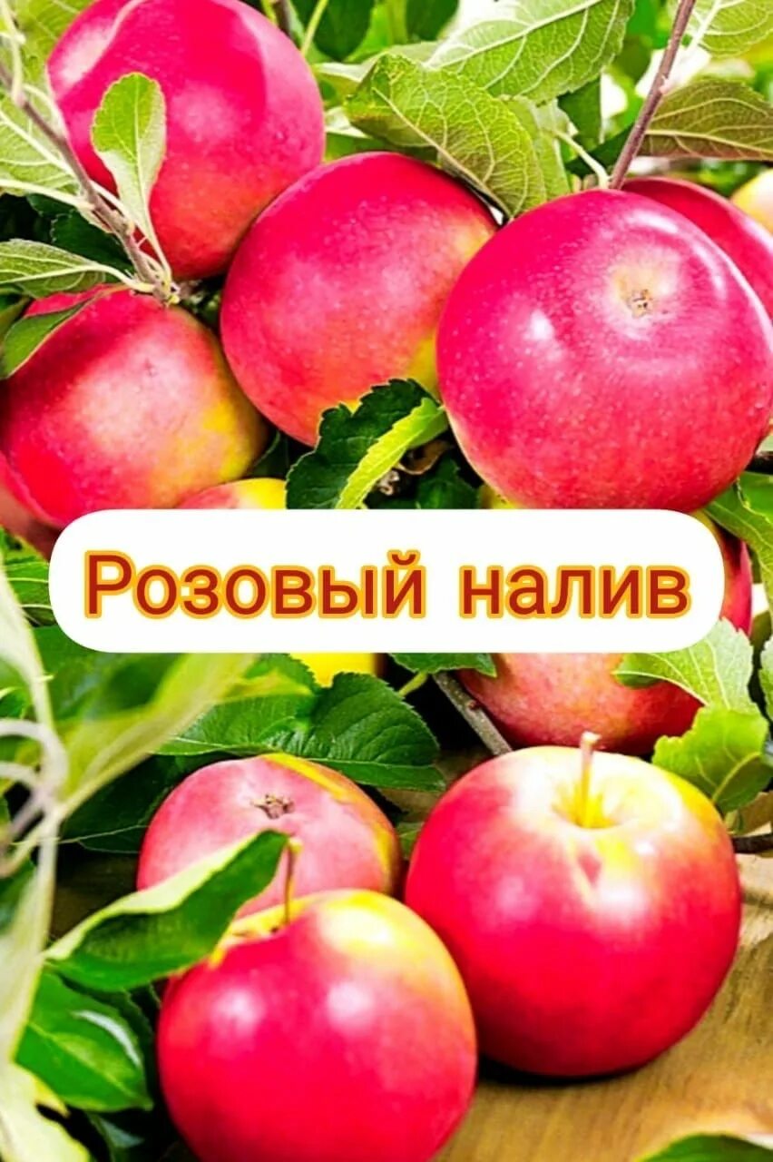 Яблоня розовый налив Малиновка. Яблоня "розовый налив" (Malus domestica). Розовый налив (Малиновка). Яблоня розовый налив описание сорта. Сорт розовый налив