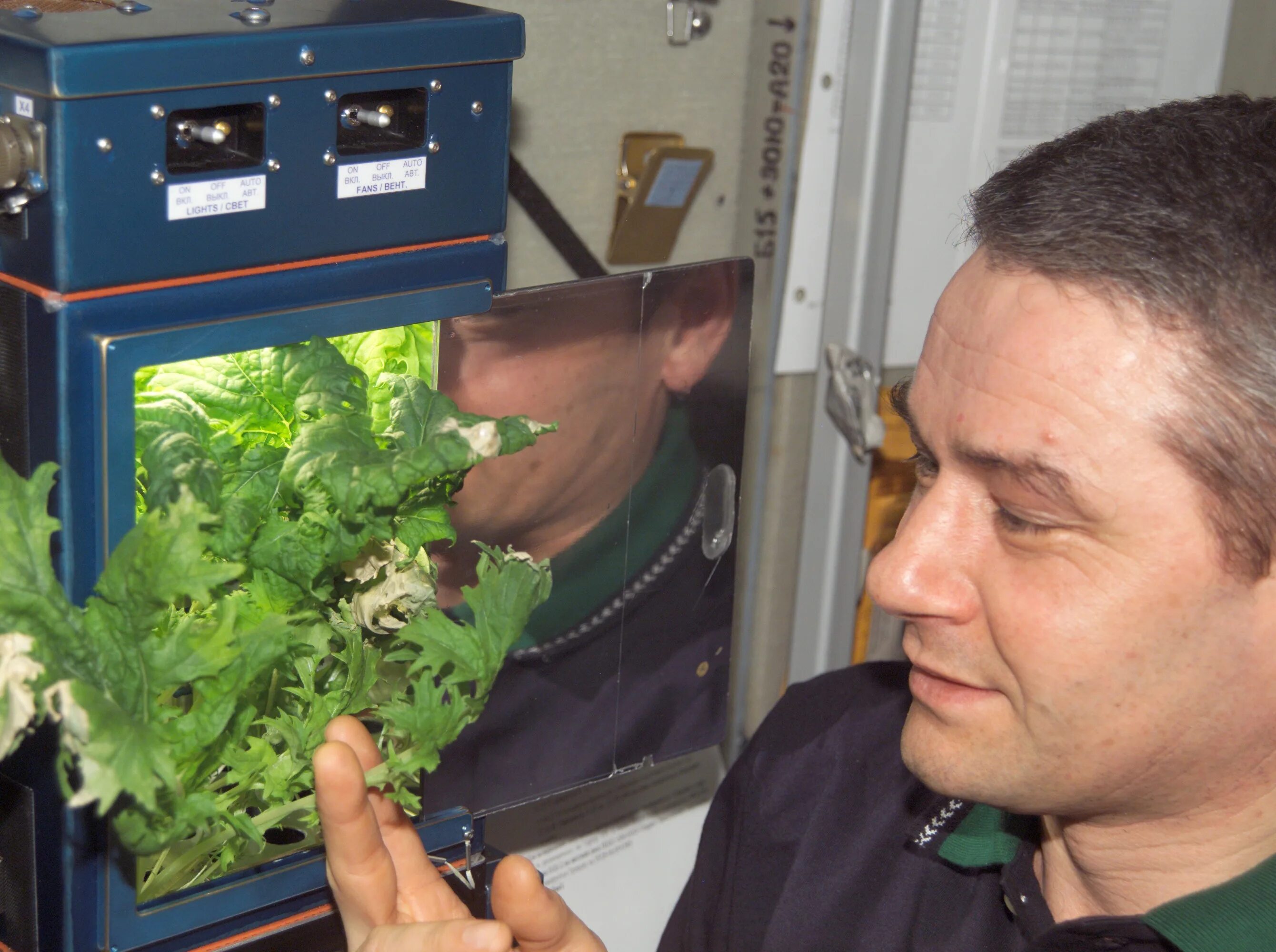 Какое растение первое зацвело в космосе. Оранжерея Veggie МКС. Опыты с растениями на МКС (Международная Космическая станция). Растения в космосе. Растения выращенные в космосе.