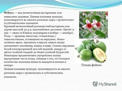 Фейхуахуа фрукт польза