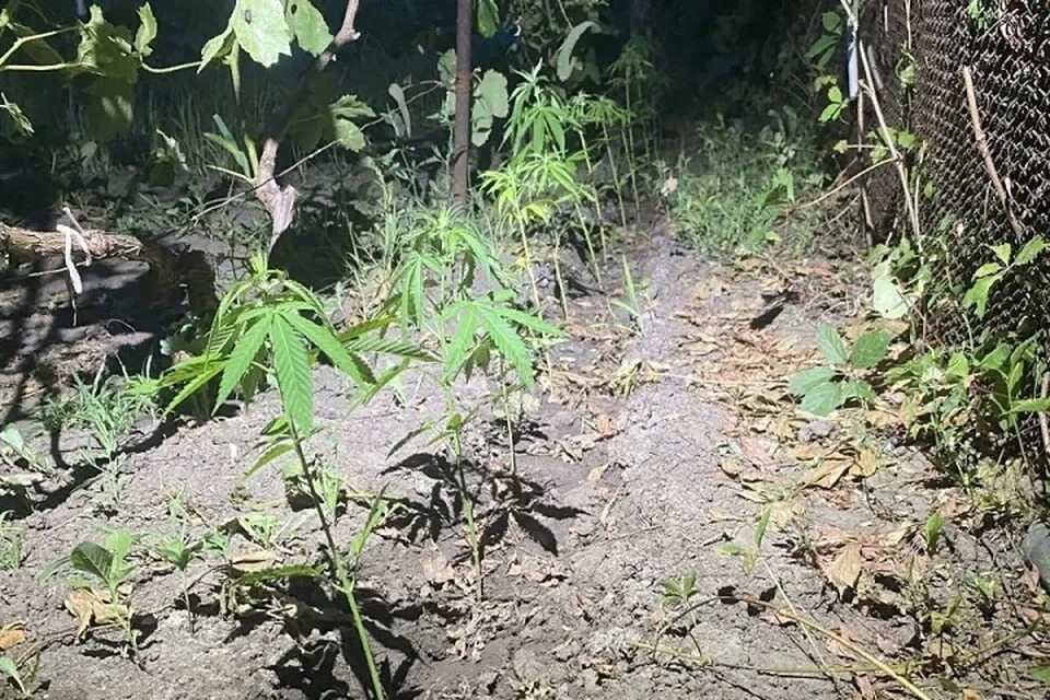 Акция посади и вырасти дерево. Подстриженные кусты. Реши задачу вокруг школы ученики посадили 20 кустов. Посадка деревьев картинки. Аллея памяти сирень победы с.