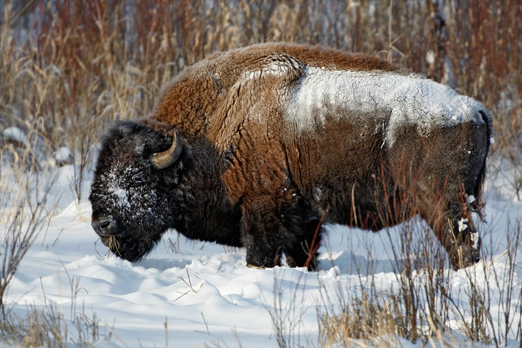 North American Bison. Американский Бизон зимой. Бизон в снегу. 7. Бизон Bison Bison. Бизоны зимние