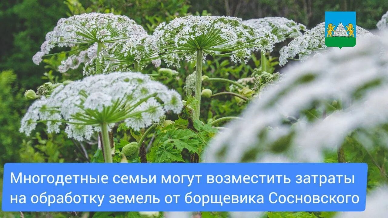 Власти Ижевска привлекут на борьбу с борщевиком дополнительные 600 тысяч рублей 