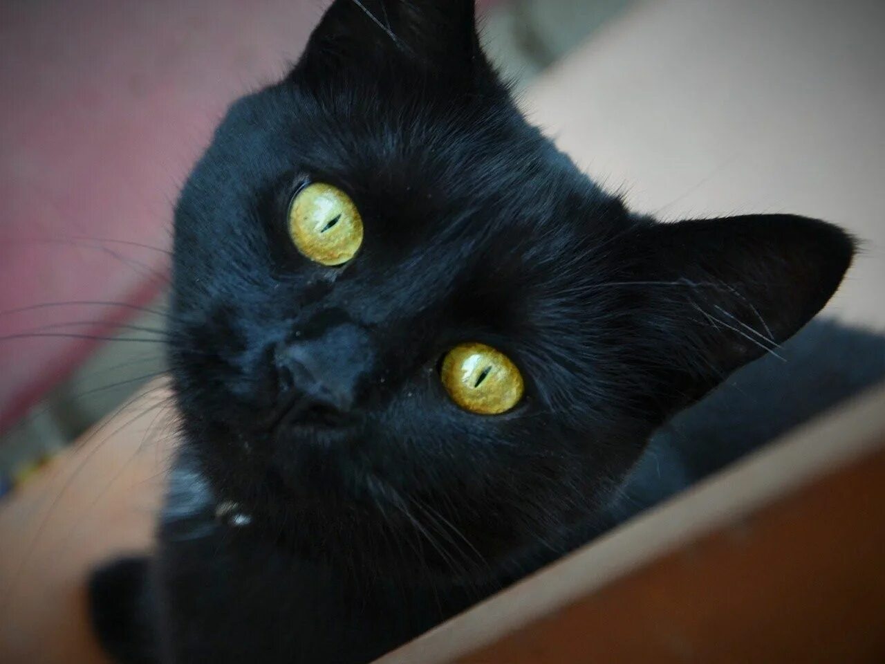 Кот с желтыми глазами порода. Бомбейская кошка. Бомбейская кошка с желтыми глазами. Бомбейская кошка черная с желтыми глазами. Черная Бомбейская кошка с зелеными глазами.