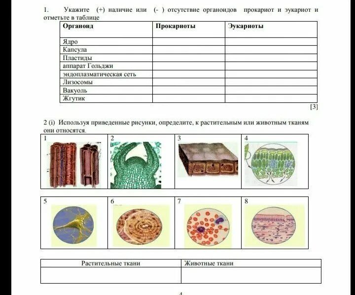 Тест ткани 6 класс биология. Ткани растений таблица 6 тканей. Растительные ткани таблица 6 класс по биологии. Таблица ткани растений и животных 5 класс биология. Ткани растений 5 класс биология рабочая тетрадь.