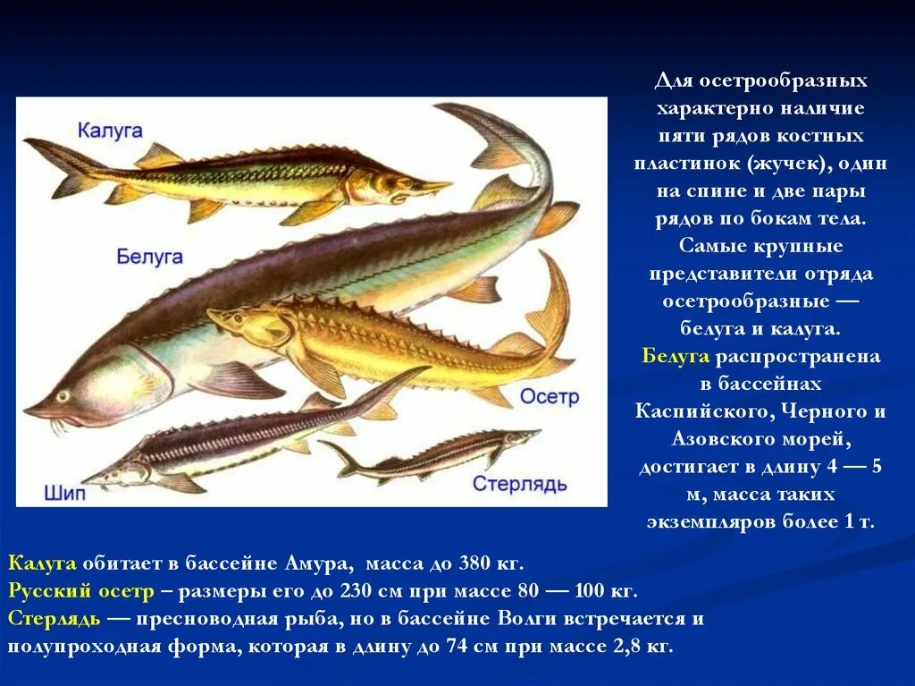 Класс костные рыбы отряд Осетрообразные. Биология 7 класс отряд Осетрообразные. Представители осётрообразных рыб. Костные рыбы презентация. Примеры группы рыбы