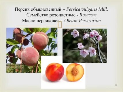 Формула персика