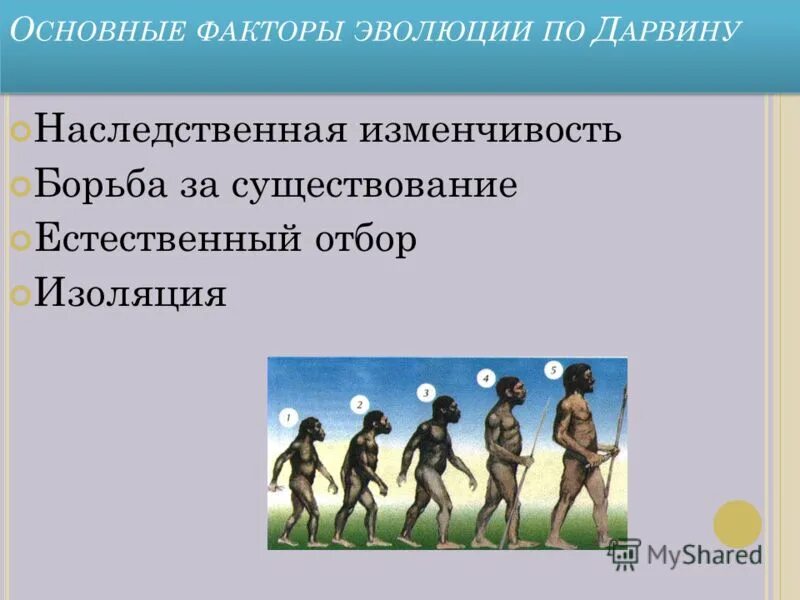 основные факторы эволюции по дарвину