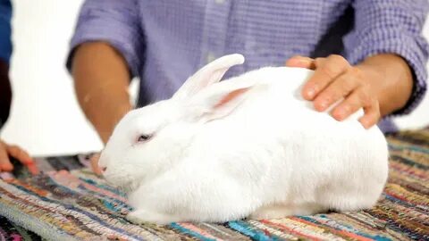 Mine rabbit