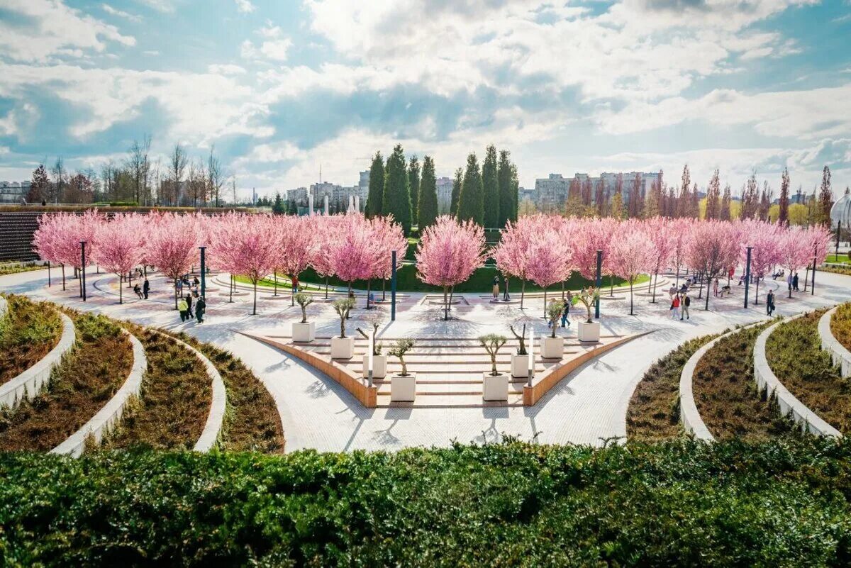 Парк Галицкого в Краснодаре Сакура. Парк Галицкого в Краснодаре весной. Парк Галицкого в Краснодаре 2022. Парк Галицкого в Краснодаре 2023.