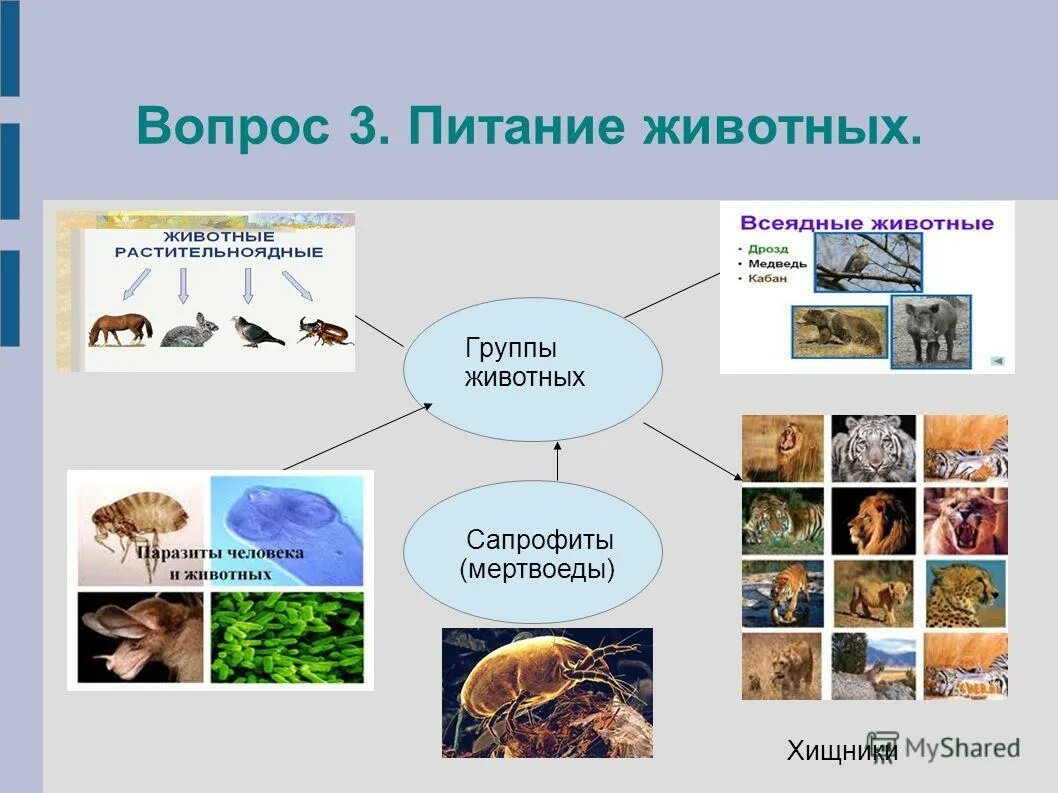 Питание животных. Питание царства животных. В царстве животных. Группы животных по питанию. Питание делится на группы