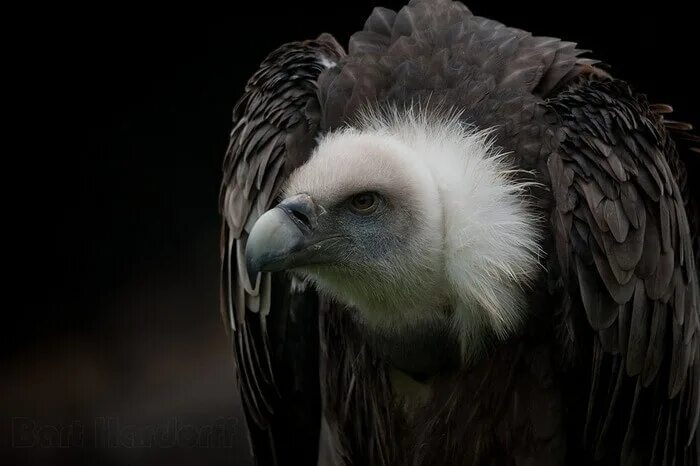 wallpapers free vulture Animals beautiful, Wallpaper, Bald eagle