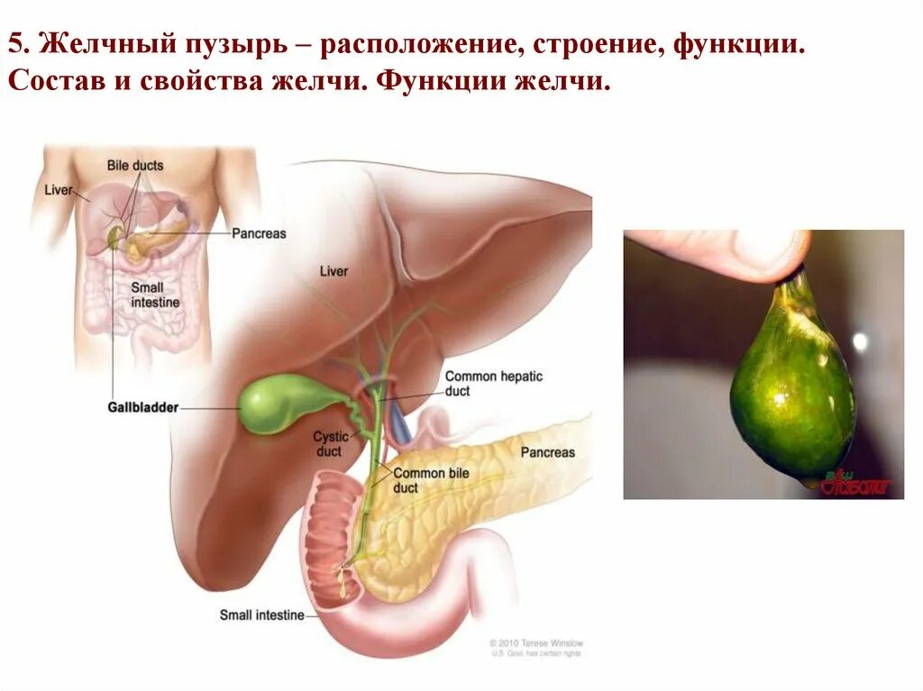 Желчный пузырь термин