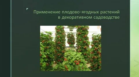 Плодовое размножение