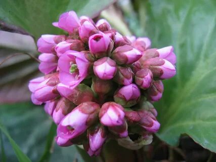 Bergenia crassifolia сырье