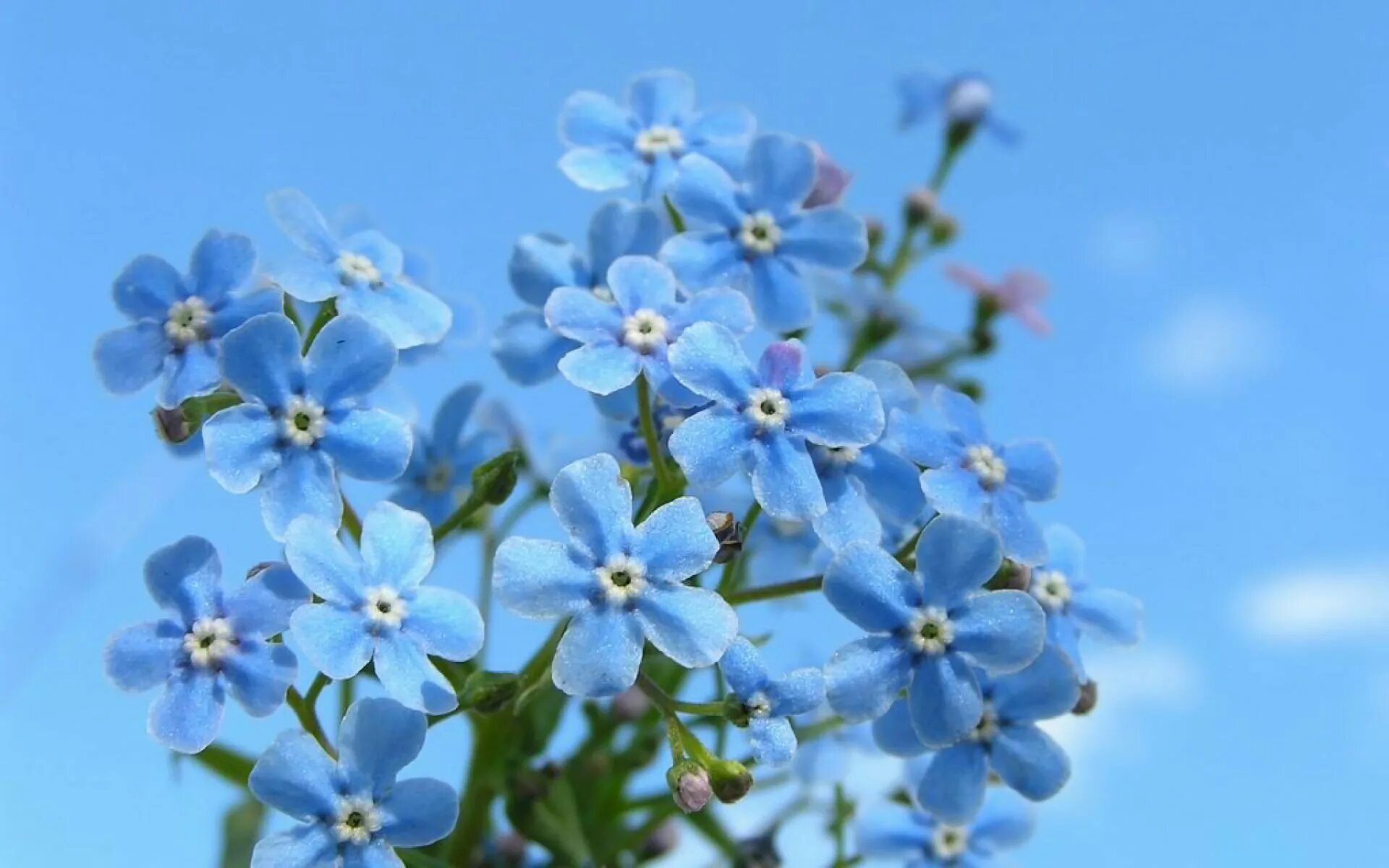 Мелкие цветы голубого цвета. Незабудка Енисейская. Незабудка Енисейская - Myosotis jenisseensis. Голубые цветы незабудки. Небесно голубая Незабудка.