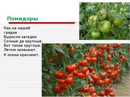 Помидор загадка