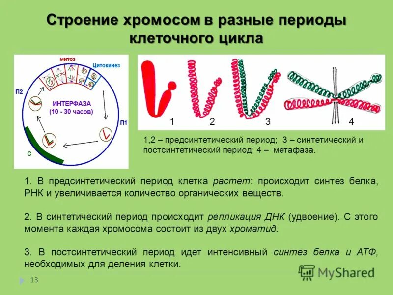 Строение и функции хромосом набор хромосом. Изменение хромосом в клеточном цикле. Изменение морфологии и структуры хромосом в клеточном цикле.. Строение хромом. Установите последовательность изменений происходящих с хромосомами