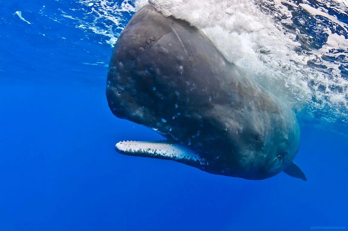 Китообразные Кашалот. Кашалот это зубатый кит. Дыхало кашалота. Морские млекопитающие Кашалот.