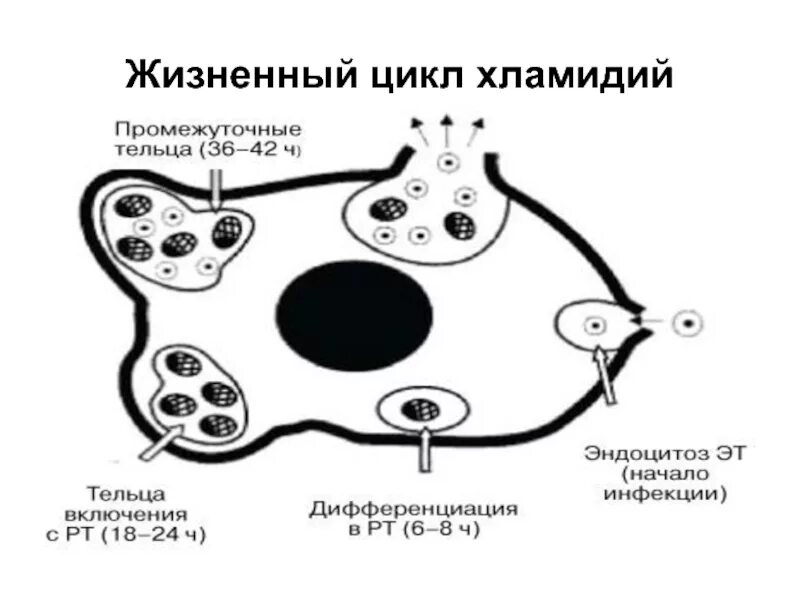 Жизненный цикл хламидий. Цикл развития хламидий микробиология. Жизненный цикл хламидии микробиология. Схема цикл развития хламидий. Стадии цикла развития хламидий.