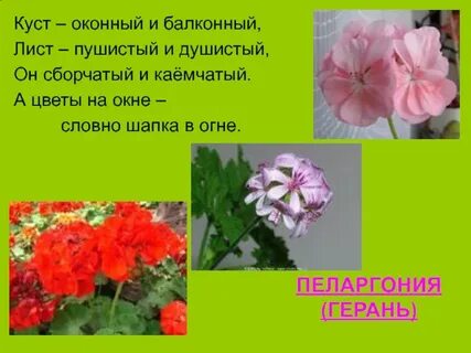Стихотворение герани