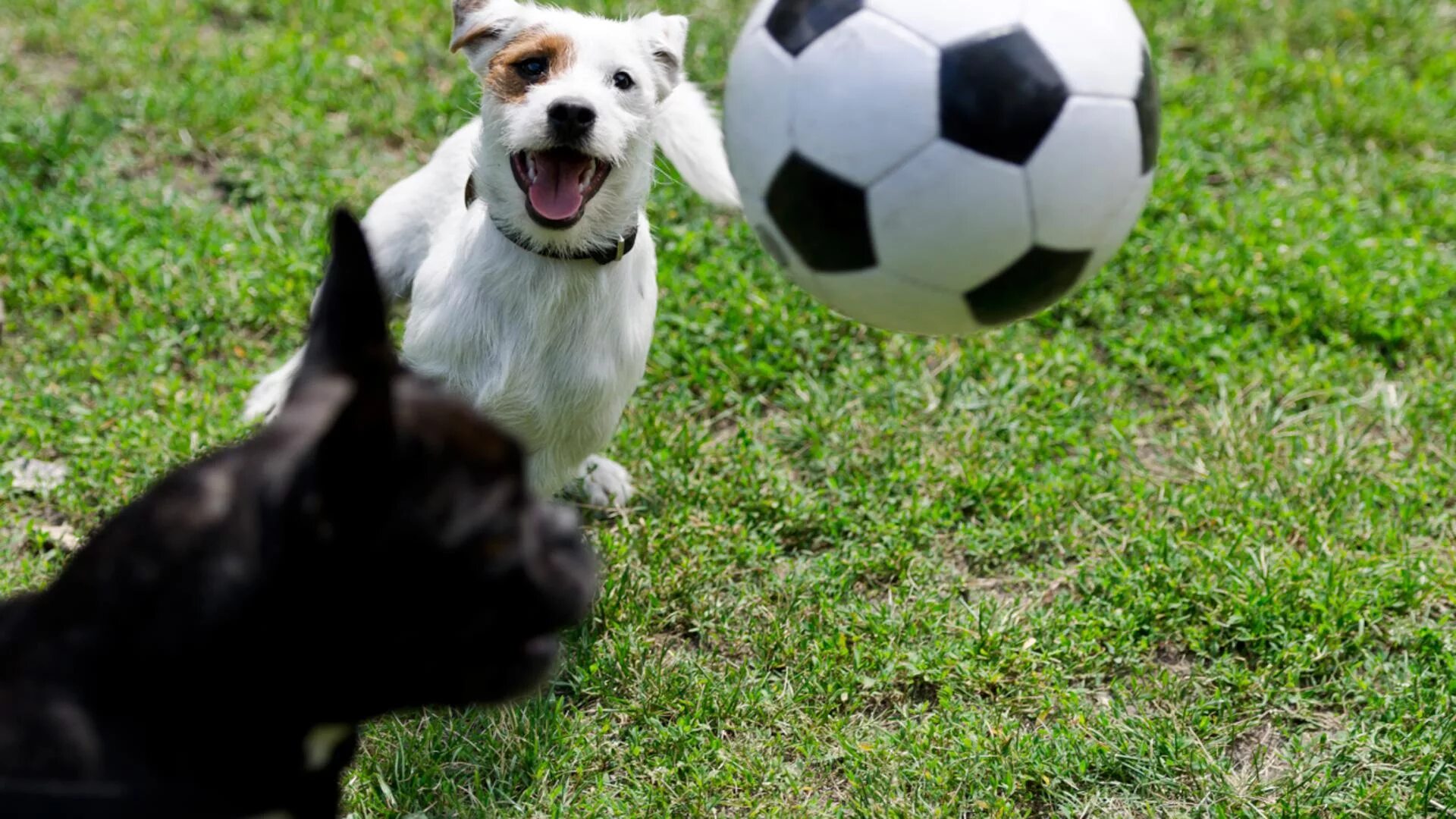 Dogs cup. Мяч для собак для футбола. Животные и спорт. Собака играет с мячом. СОККЕР собака.