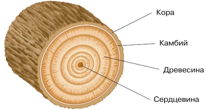 Сердцевина древесина камбий. Луб древесина камбий.